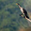 Grand Cormoran en Loire-Atlantique